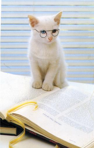 cat on books.JPG